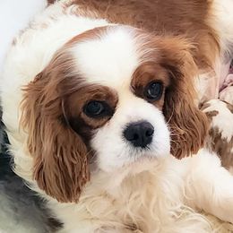 Cavalier King Charles Spaniels and Golden Retrievers from SelahGold
