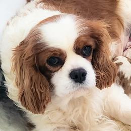 Cavalier King Charles Spaniels and Golden Retrievers from SelahGold