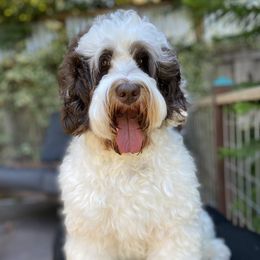 Mia - Australian Labradoodle
