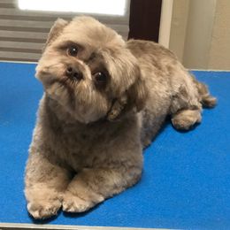 Chewbi - Shih Tzu