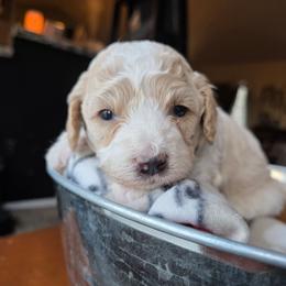 Irish - Red male Cavapoo puppy in Blackfoot, Idaho from Draper Mountain Doodles