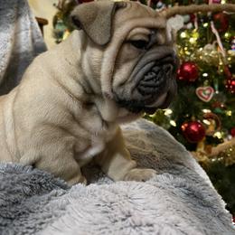 Bulldog Puppies from Semper Fi Bulldogs