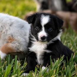 Scarlett - Black & white female Miniature Australian Shepherd puppy in Lowgap, North Carolina from Baileys Mini Aussies