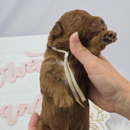 9 to 5 - White Collar - Red male Double Doodle puppy in Rowlett, Texas from Parrish Precious Ones Texas
