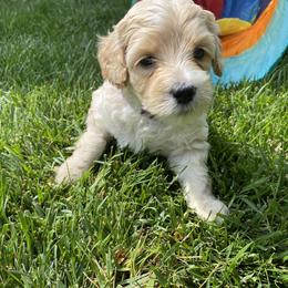 Australian Labradoodle Puppies from Kings Labradoodles