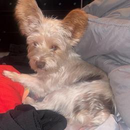 Thor - Yorkshire Terrier