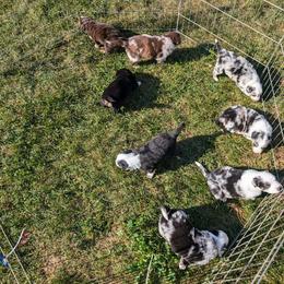 Australian Shepherd Puppies from Blosenski Aussies