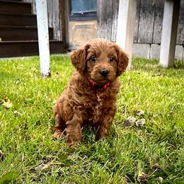 Surf - Apricot male Goldendoodle puppy in Sugar City, Idaho from Idaho Sugar Doodle Pups