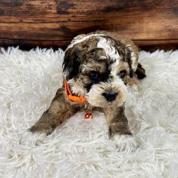 Joey - Brown white and tan male Cockapoo puppy in Lancaster, Missouri from Cavapoo Acres