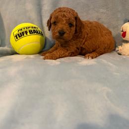 Boy 2 - Red  male Poodle puppy in Southwest Ranches, Florida from Herringbone ‘s Poodles