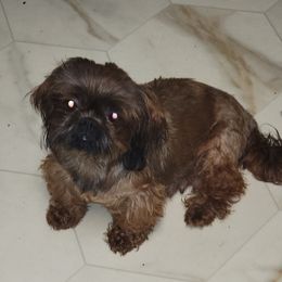 Sorell - Shih Tzu