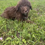 Border Collie and Bordoodle Puppies from Pecan Grove Acres’ Pups