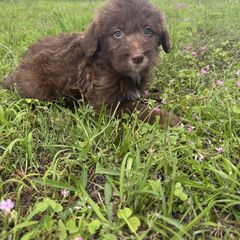 Border Collie and Bordoodle Puppies from Pecan Grove Acres’ Pups