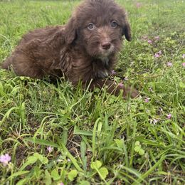 Border Collie and Bordoodle Puppies from Pecan Grove Acres’ Pups