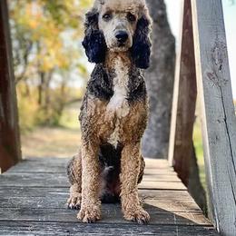Jude - Poodle