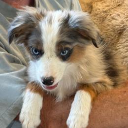 Belle Girl 1 - Blue merle female Australian Shepherd puppy in Churchill County Fallon, Nevada from Card Family Ranch