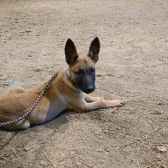 Belgian Malinois from Carla Stroud