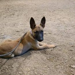 Belgian Malinois from Carla Stroud