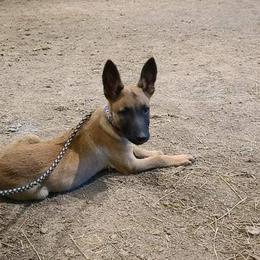 Belgian Malinois from Carla Stroud