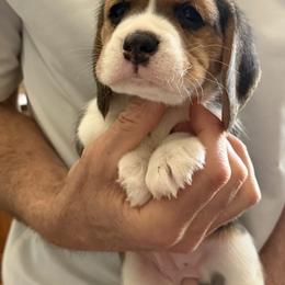 Blue - Black red and white female Beagle puppy in Rockwell, North Carolina from Knockhill Beagles
