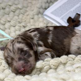 Holly - Merle female Assorted Doodle Crosses puppy in West Monroe, Louisiana from Southern Haven Doodles