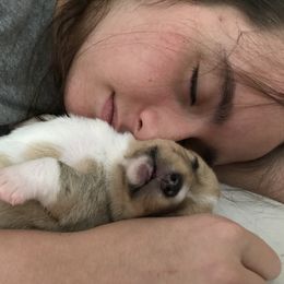 Pembroke Welsh Corgi Puppies from Amya Paige
