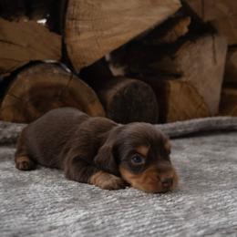 Beagles, Dachshunds, and Golden Retrievers from Julie’s Jewels Puppies