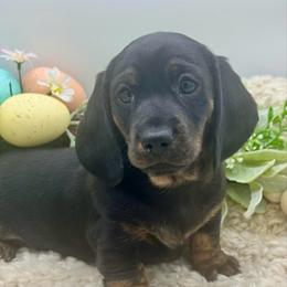 Darby - Black and tan female Dachshund puppy in Exeter, California from Sawtooth Miniature Dachshunds