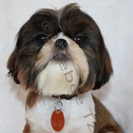 Evie - Shih Tzu