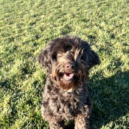 Delilah - Australian Labradoodle