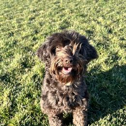 Delilah - Australian Labradoodle