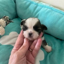 Boy 4 - Brindle male Shih Tzu puppy in Lebanon, Tennessee from Jan’s Shihtzus