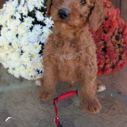 Red collar male or Rex - Red  male Goldendoodle puppy in Maine from So Lucky Farm Goldendoodles