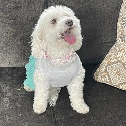 Rose - Poodle