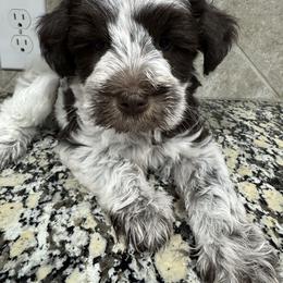 Nova - Parti female Miniature Schnauzer puppy in Pearland, Texas from K & S Schnauzers