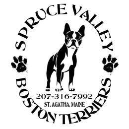 Male 1 - Brindle and white male Boston Terrier puppy in St. Agatha, Maine from Spruce Valley Miniature Dachshunds & Boston Terriers