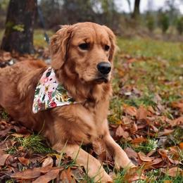 Australian Mountain Doodles, Bernedoodles, Goldendoodles, Golden Mountain Doodles, and Golden Retrievers from Sandy Creek Bernedoodles