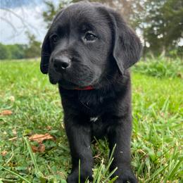 Male 3 - Red Collar Black - spot on chest - Black male Labrador Retriever puppy in Beaverdam, Virginia from Gold Heart Labradors