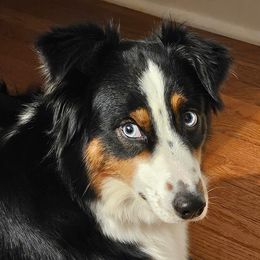 Australian Shepherds from Groveland's Haus of Aus