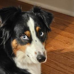 Australian Shepherds from Groveland's Haus of Aus