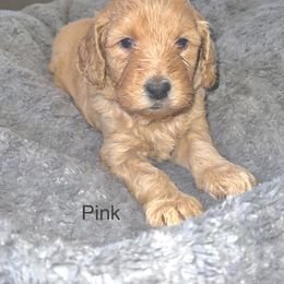 Goldendoodle Puppies from Native Country Goldendoodles
