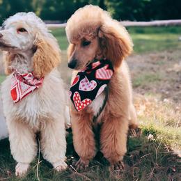 Poodles from Nine Pines Poodles