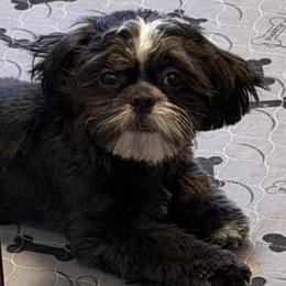 Tux's - Black and white male Shih Tzu puppy in Victorville, California from RUMBLE n TUMBLE