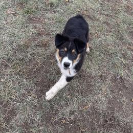 Mira June - Black tri-color female Australian Shepherd puppy in Wheatland, Wyoming from WyoWinds Australian Shepherds