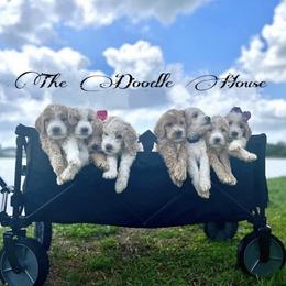 Goldendoodle Puppies from The Doodle House