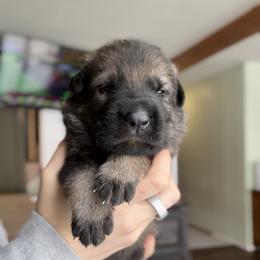 German Shepherd Puppies from Von Dem Flussufer