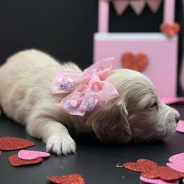 Lady AKC Limited - Cream female Dachshund puppy in Bartlesville, Oklahoma from OkieDokieDox
