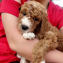 Goldendoodle Puppies from Life_on. Paws