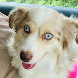 Jasmine - Toy Australian Shepherd
