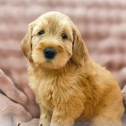 La Toya - Red  female Goldendoodle puppy in Garden Grove, California from Sunkissed Doodles